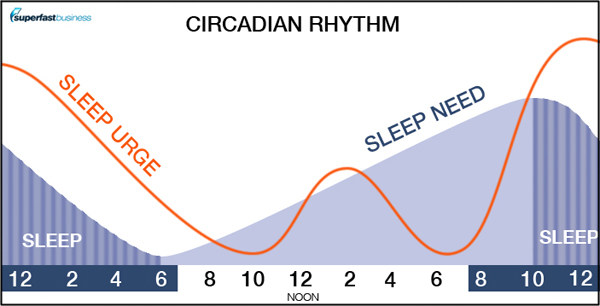 Circadian cycle.